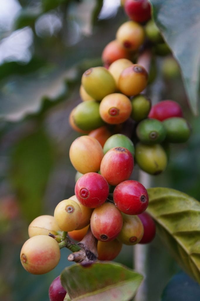 Les cerises de café ne mûrissent pas toutes en même temps : la cueillette se fait en plusieurs passages.