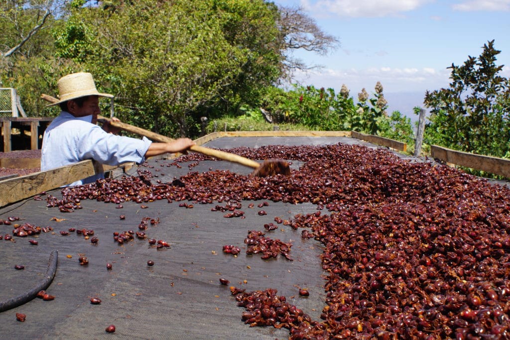 Cerises de café en séchage au soleil, une étape décisive pour le goût en tasse.